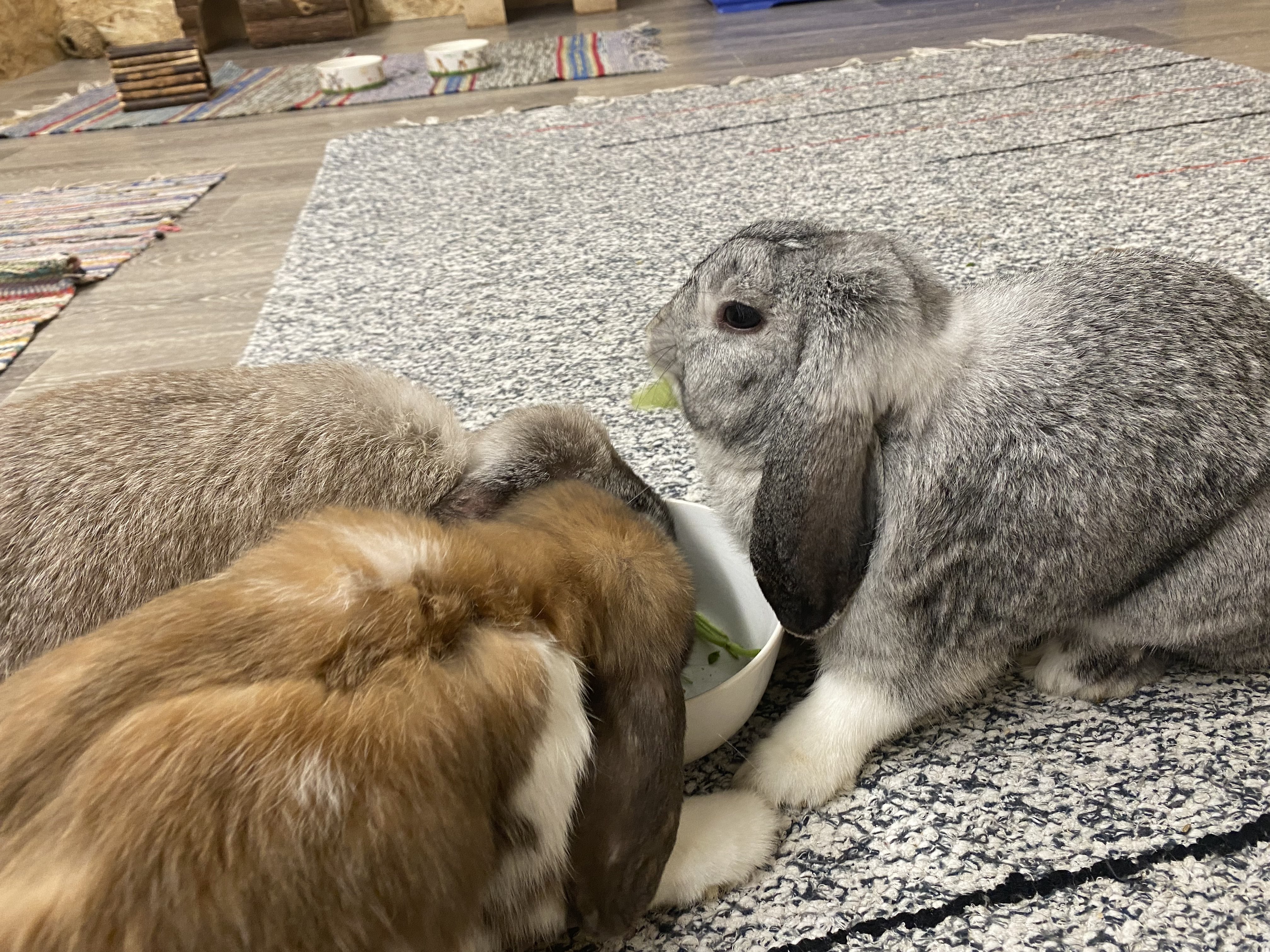 Three bunnies I met some time ago.